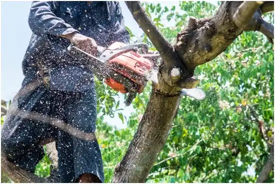 tree services Gayle Mill